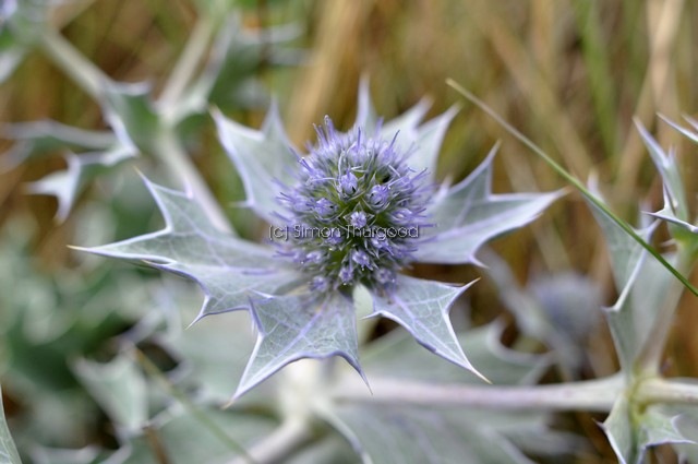 [seaholly6]