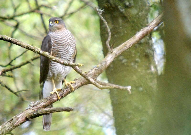 [shawk4]