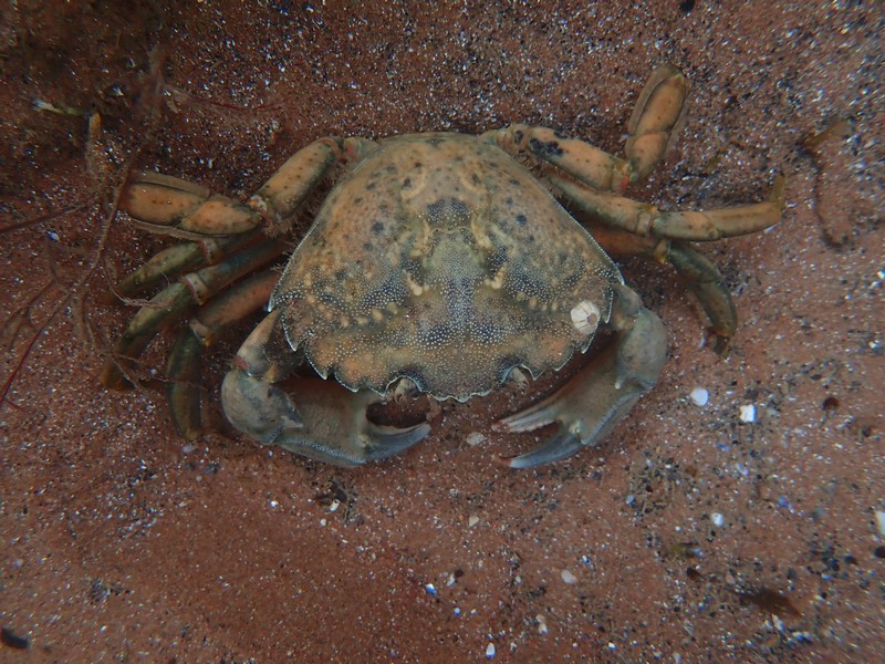 [shorecrab1]