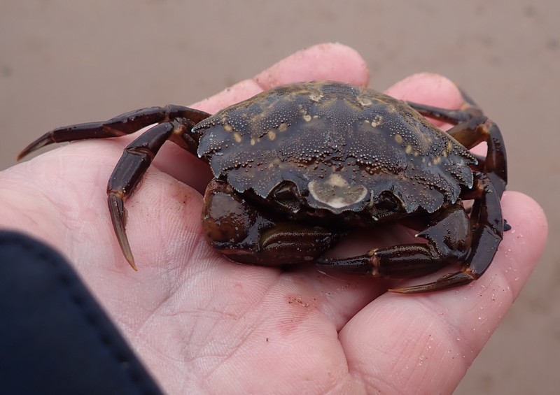 [shorecrab3]