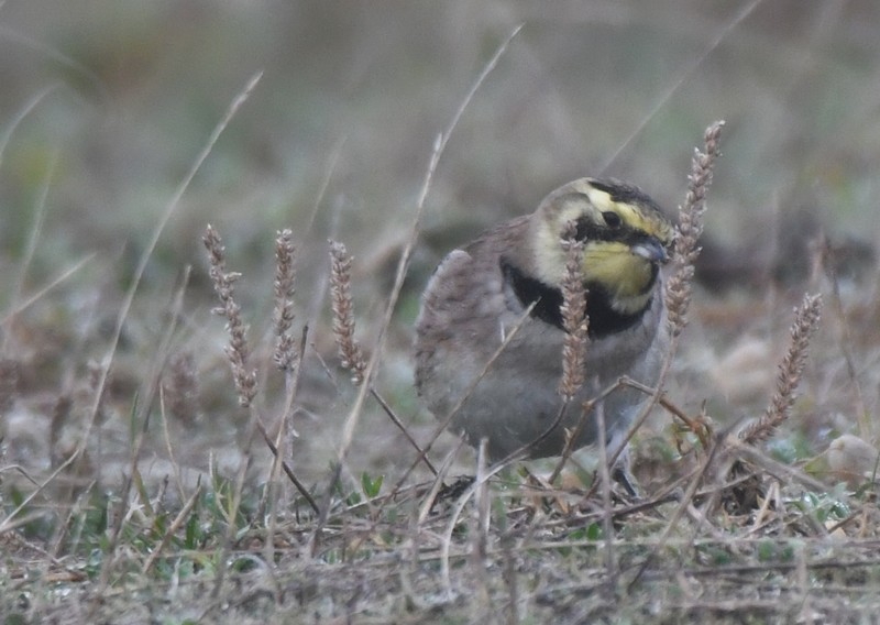 [shorelark1]
