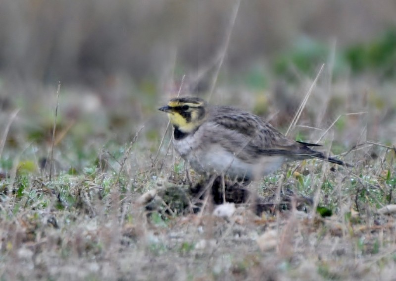 [shorelark3]