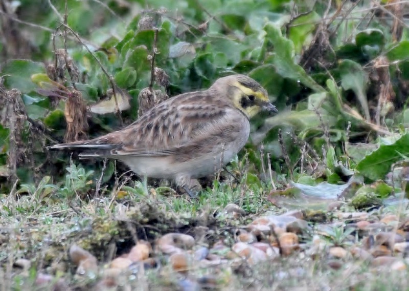 [shorelark4]
