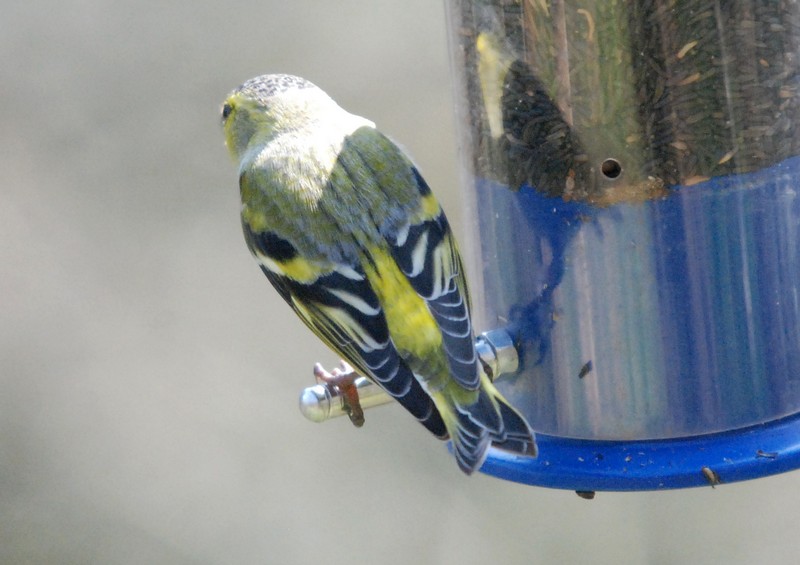 [siskin1]