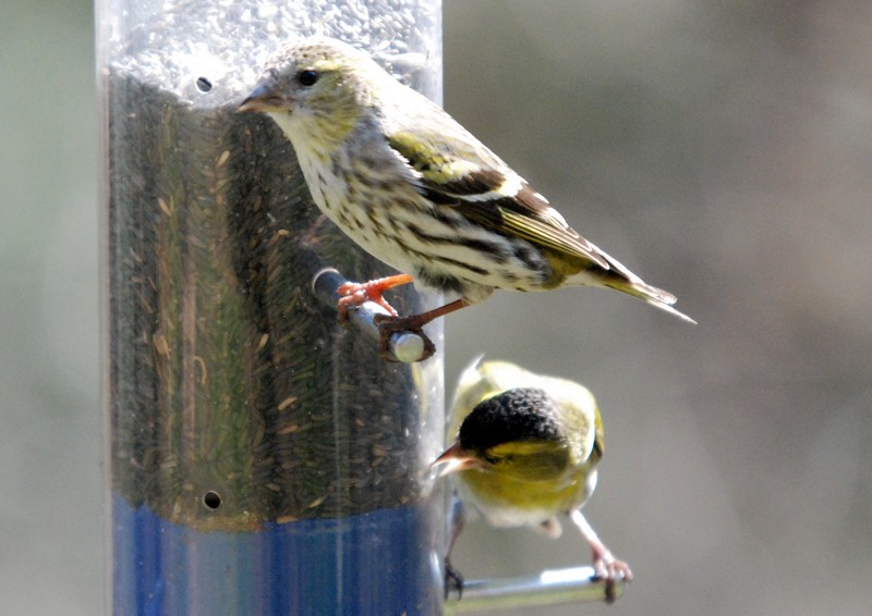 [siskin2]