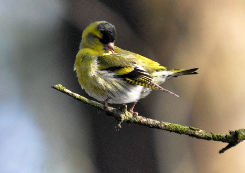 [siskin6]