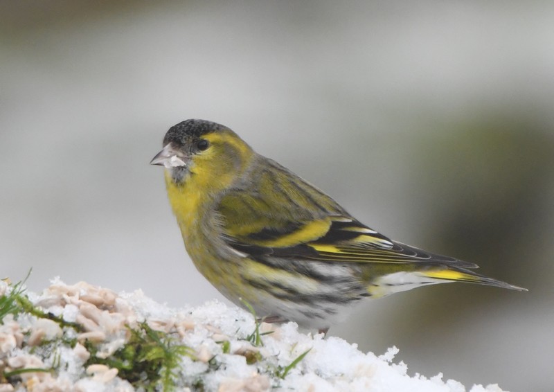 [siskin8]