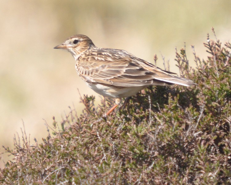 [skylark13]