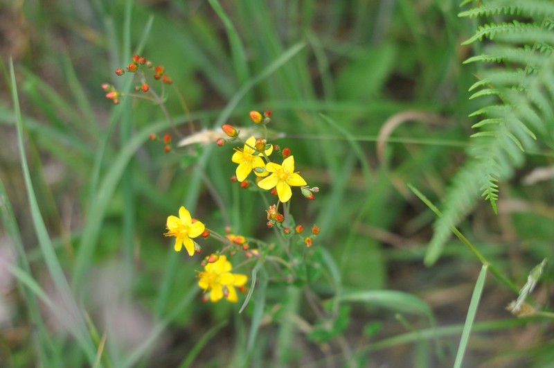 [slenderstjohnswort1]