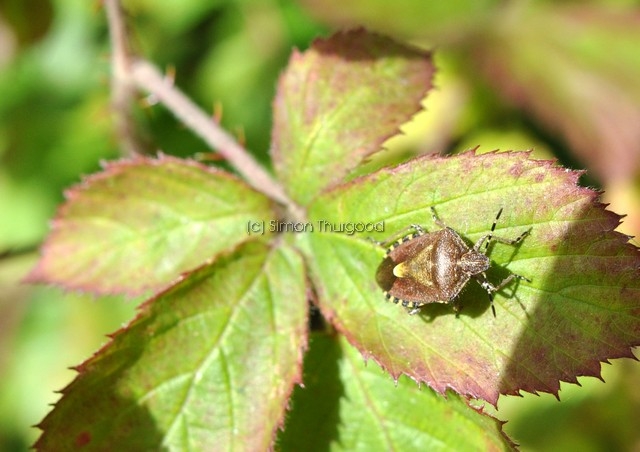 [sloebug1]