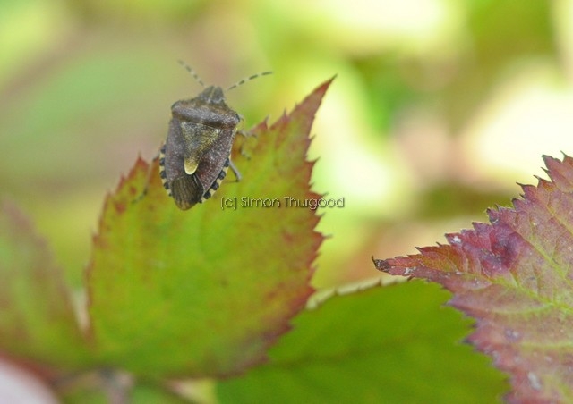 [sloebug2]