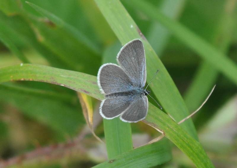 [smallblue2]