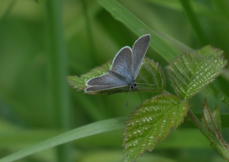 [smallblue3]