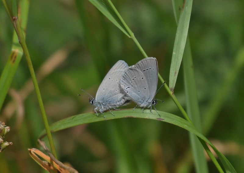 [smallblue5]