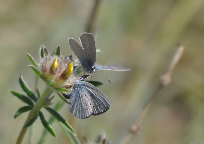 [smallblue7]