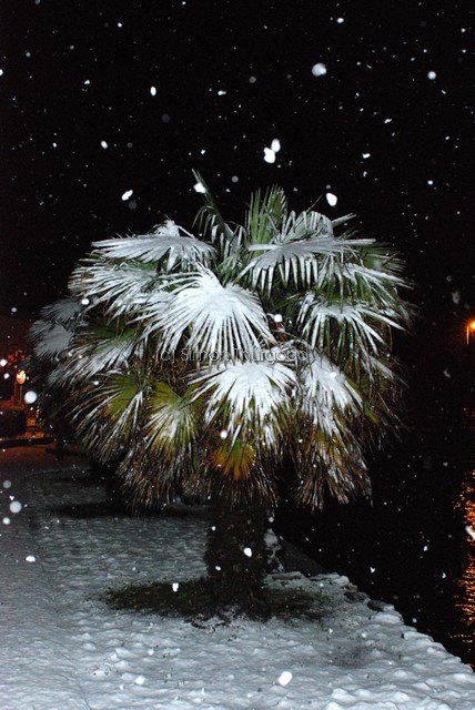 [snow3]