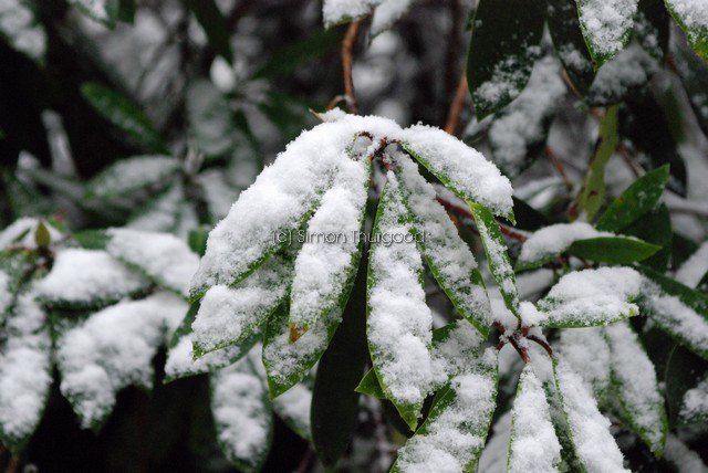 [snow33]