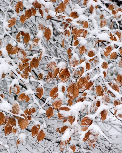 [snow34]