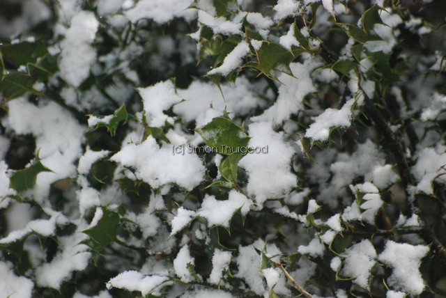 [snow46]