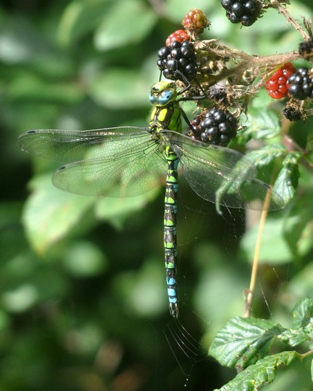 [southernhawker3]
