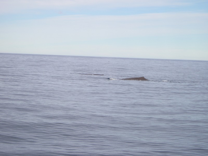 [spermwhale1]
