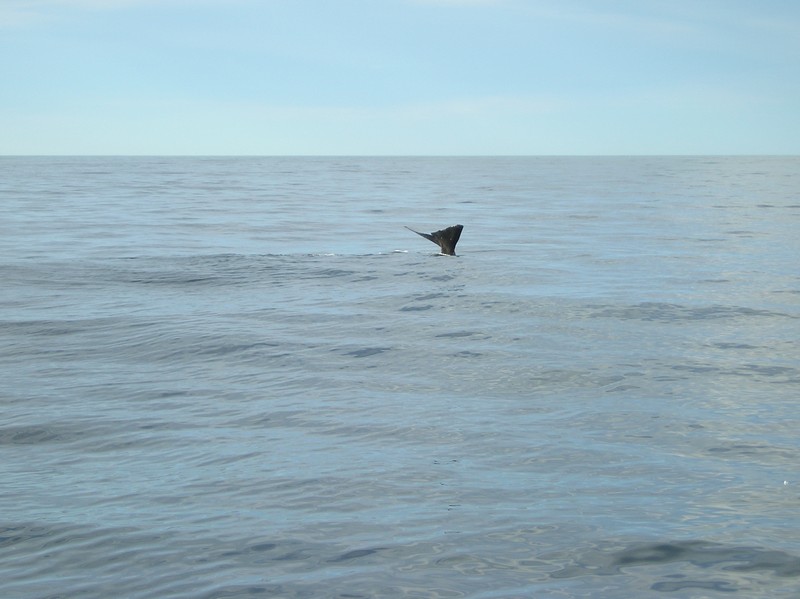 [spermwhale3]