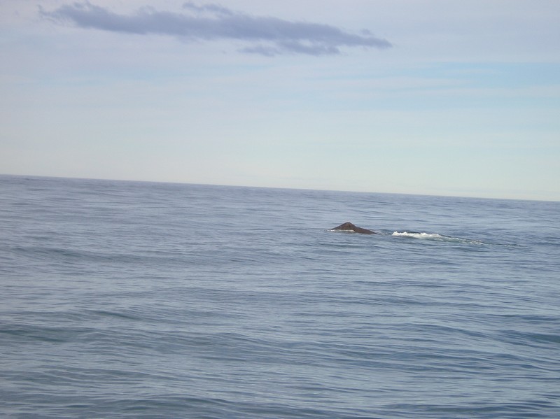[spermwhale4]