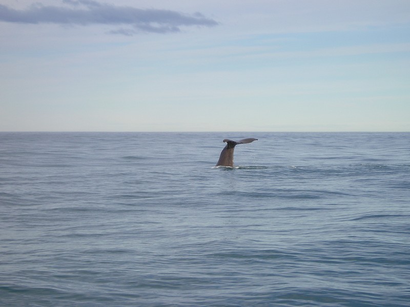 [spermwhale6]