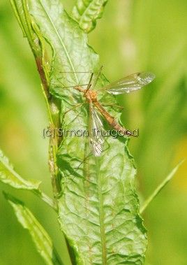 [spottedcranefly1]
