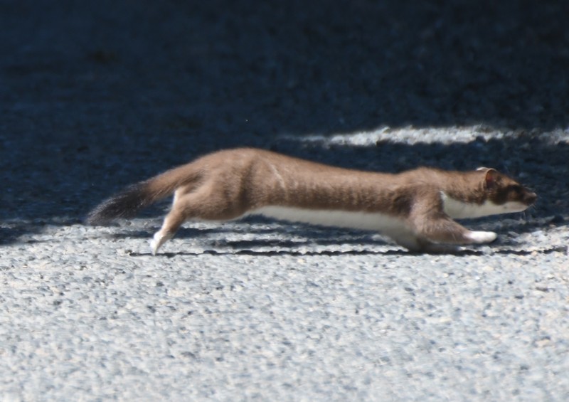 [stoat3]