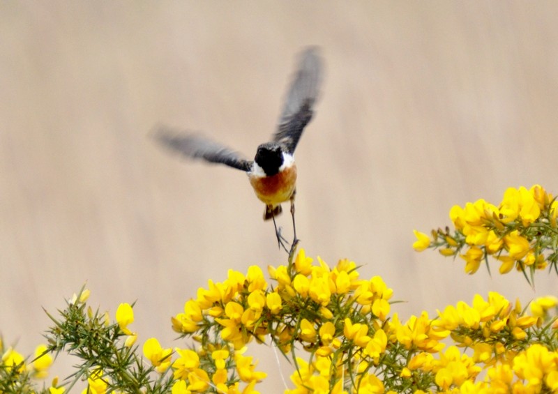 [stonechat1]