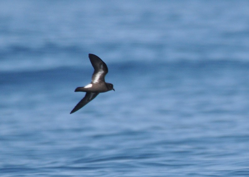 [stormpetrel1]