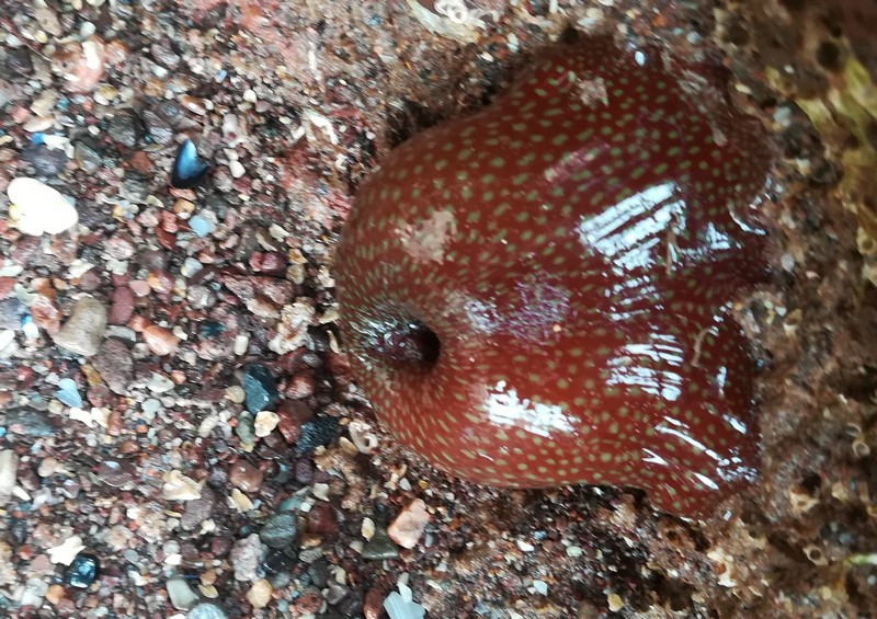 [strawberryAne1]