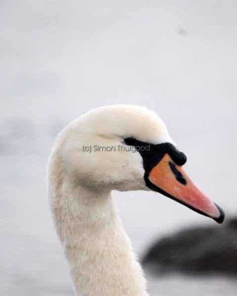 [swanid2]