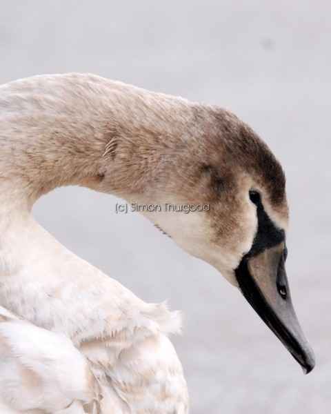 [swanid3]