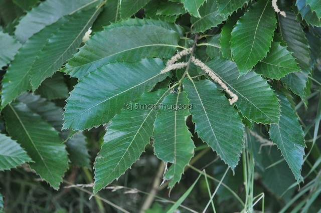 [swchestnut2]