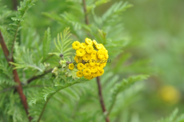 [tansy1]