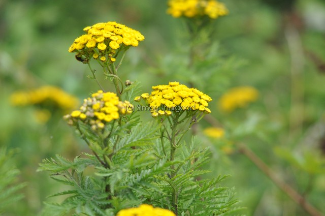 [tansy2]
