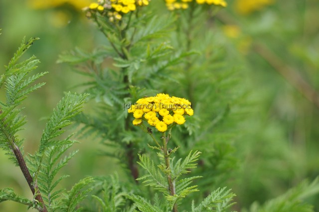 [tansy3]