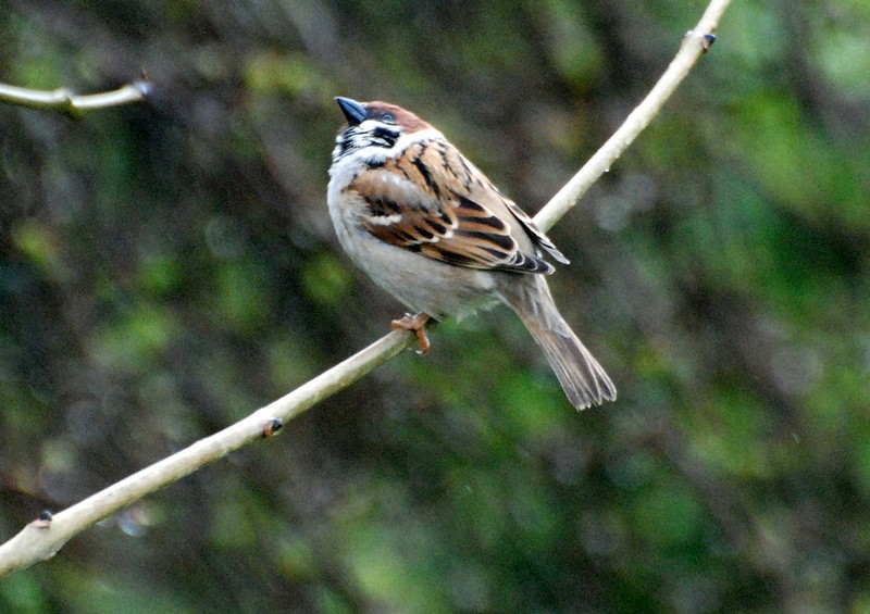 [treesparrow4]