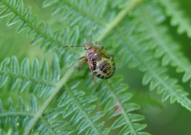 [troilusluridus1]
