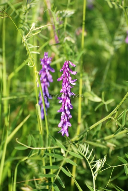 [tuftedvetch1]