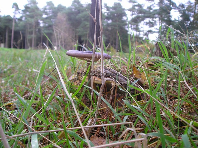 [unknownmushroom11]
