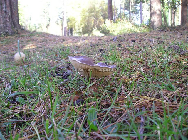 [unknownmushroom12]