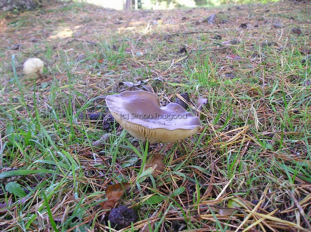 [unknownmushroom13]