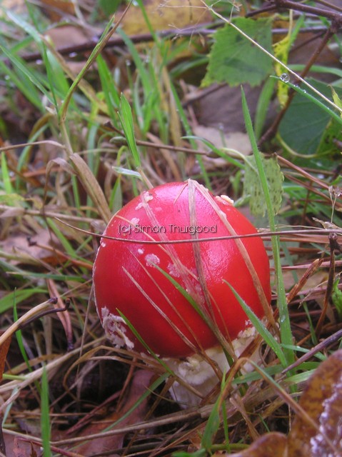 [unknownmushroom22]