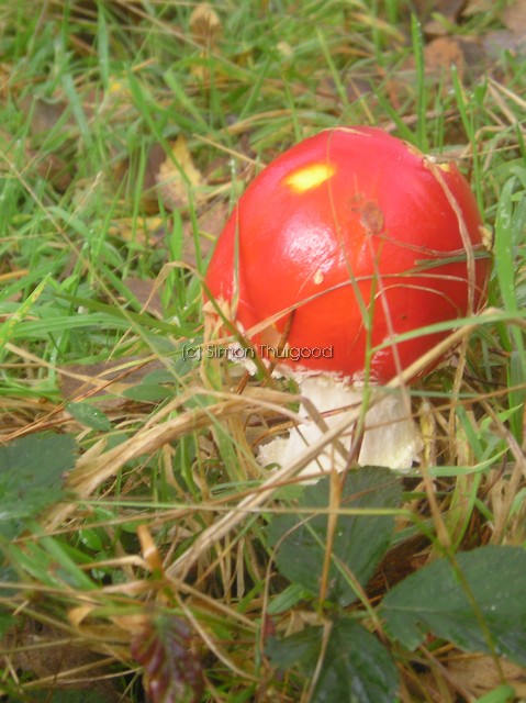 [unknownmushroom23]