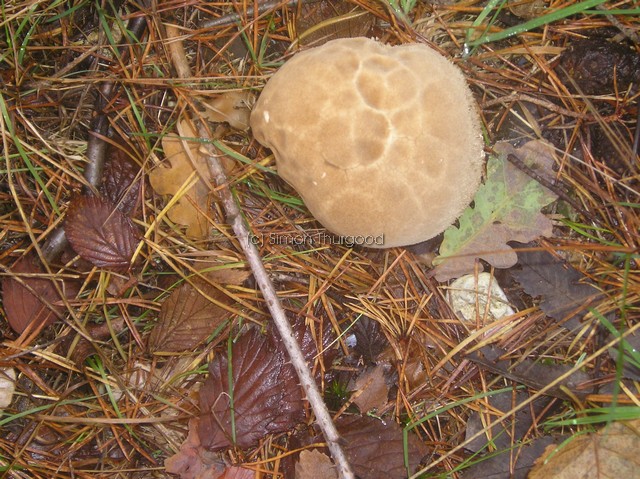 [unknownmushroom25]