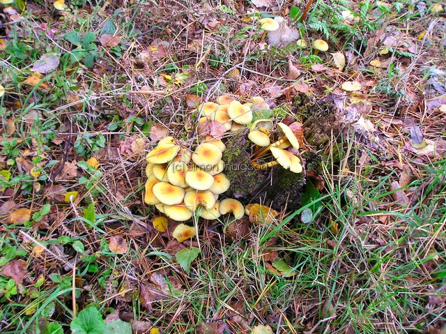 [unknownmushroom26]