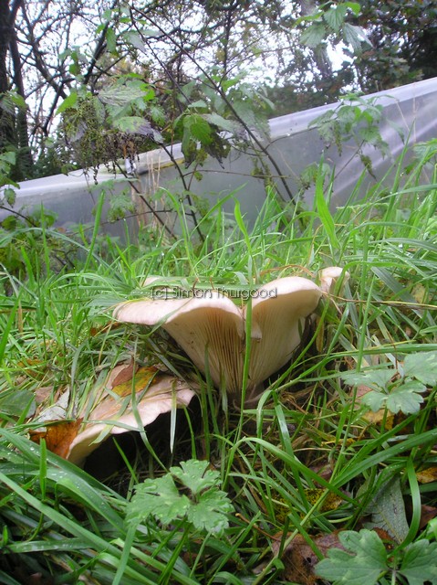 [unknownmushroom29]
